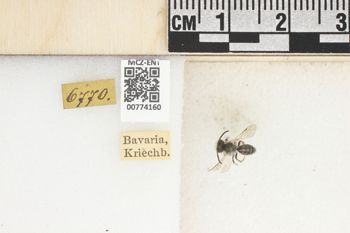 Media type: image;   Entomology 774160 Aspect: Labels